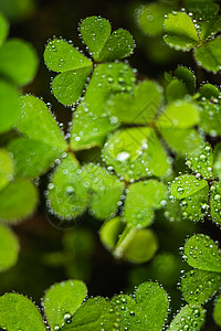 酢浆草叶子上的雨滴背景