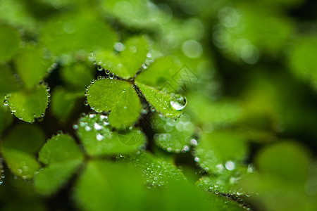 刘雯叶子上的雨滴背景