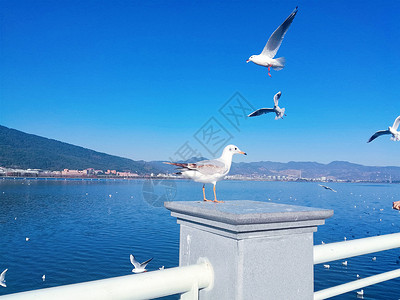 冬季昆明滇池的红嘴鸥背景