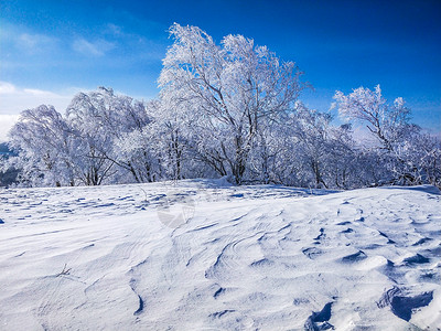 黑龙江雪乡小树林背景图片