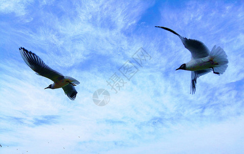 昆明翠湖天空的红嘴鸥背景图片