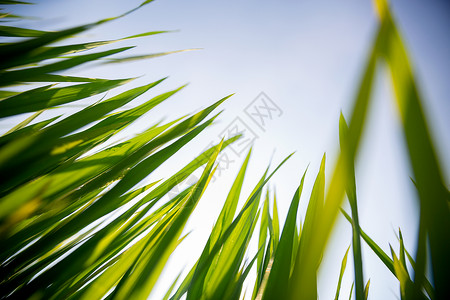 清明草春天小草背景