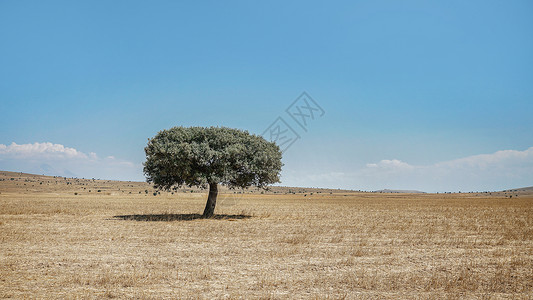 旷野中孤独的橄榄树高清图片