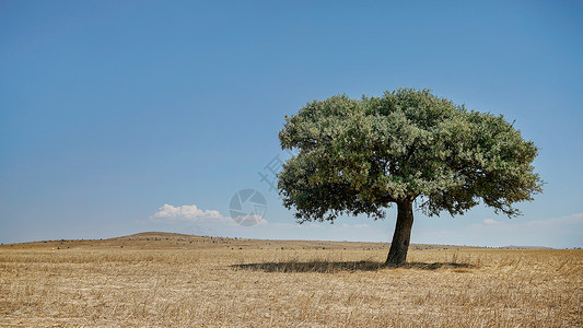 旷野中孤独的橄榄树背景图片