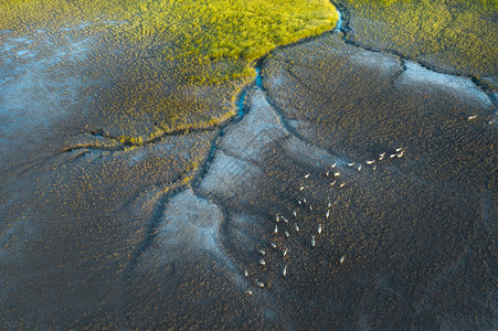 世界野生动物保护日航拍世界遗产黄海湿地背景