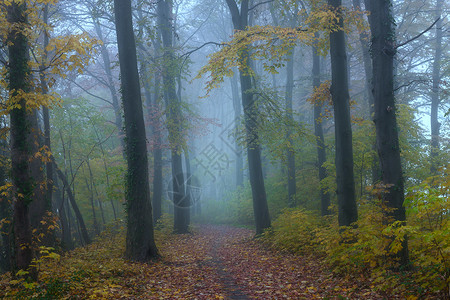 森林秘境背景图片