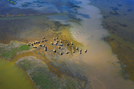 世界遗产黄海湿地麋鹿成群背景图片