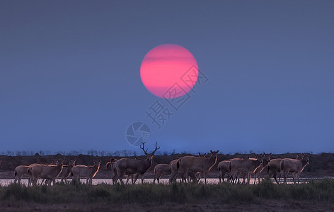 一群鹿日落时分麋鹿归巢背景