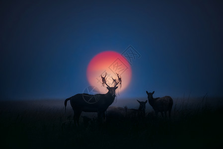 湿地保护区野生动物鹿高清图片