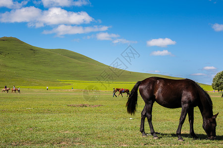 草原牧马背景图片