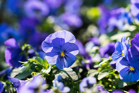 春季开花的紫罗兰高清图片