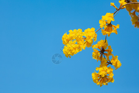 巴西图片春暖花开黄金风铃花背景