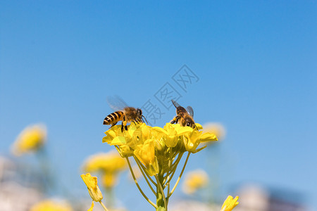 小蜜蜂边框蜜蜂采蜜背景