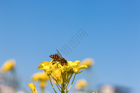 油菜花蜜蜜蜂采蜜背景