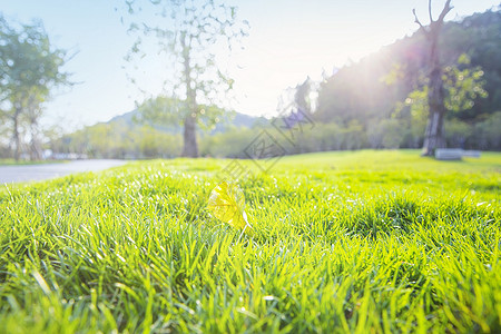 春天阳光复苏绿色草地高清图片