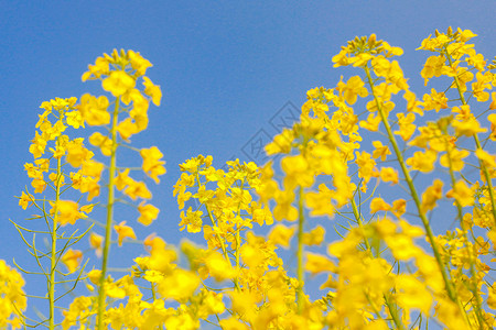 黄色菜花油菜花特写背景