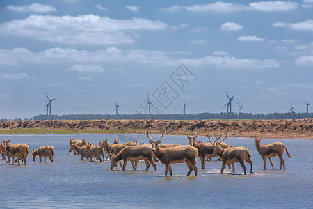 世界野生动物保护日盐城黄海湿地精灵麋鹿背景