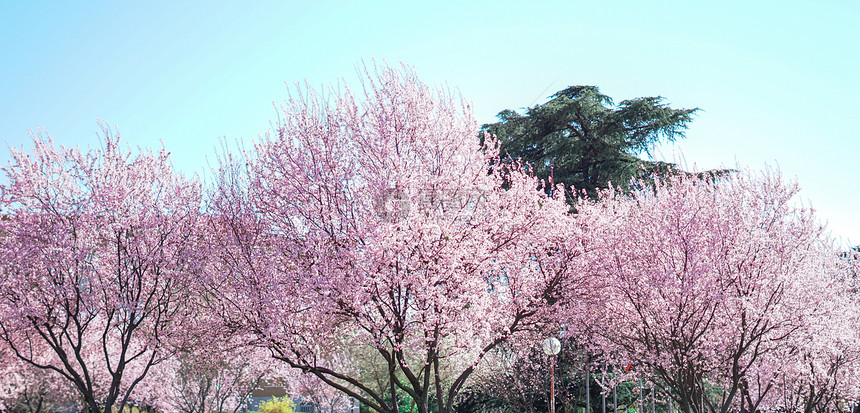 马德里康普顿斯大学三月樱花盛放远景图片