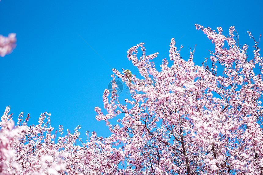 三月康普顿斯大学樱花景观图片