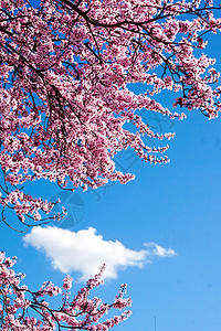 三月康普顿斯大学樱花蓝天白云景观图片