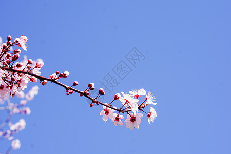 三月赏樱花三月马德里康普顿斯大学樱花特写背景