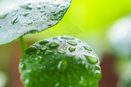 春分有雨到清明春雨绿叶水珠雨珠背景