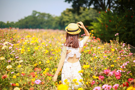 踏春女孩野菊花丛中美女背影赏花背景