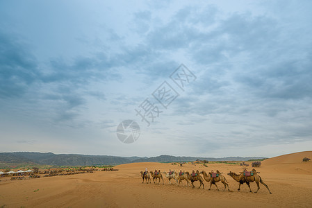宁夏沙坡头沙漠驼队背景