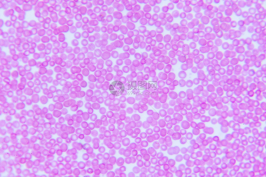 人血细胞图片