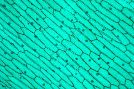 洋葱表皮细胞图片