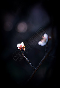 南京春天的梅花背景图片