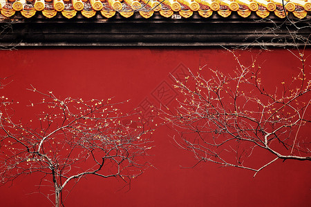 南京明孝陵红墙与春天的腊梅背景图片