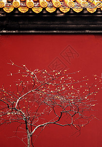 红色腊梅树南京明孝陵红墙与春天的腊梅背景