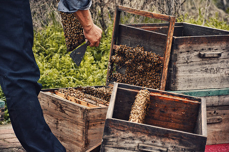 乡村农家传统手工劳动养蜂高清图片