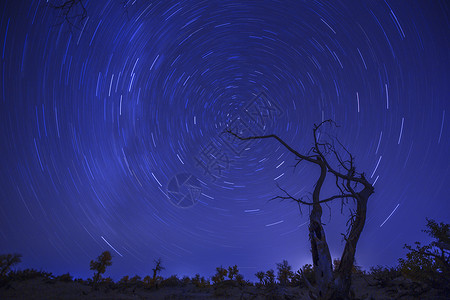 内蒙古额济纳旗树林夜晚风光背景图片