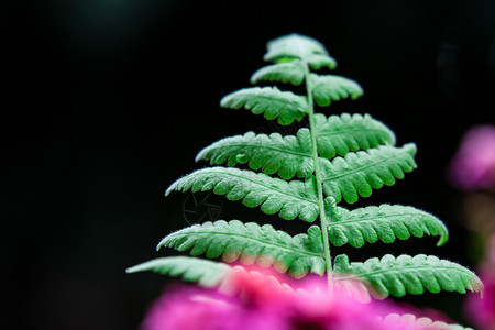 蕨类植物叶子背景图片