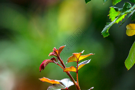 春天植物萌芽发芽背景图片