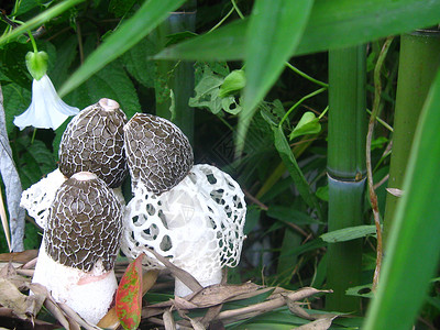一群白色小蘑菇竹荪之家背景