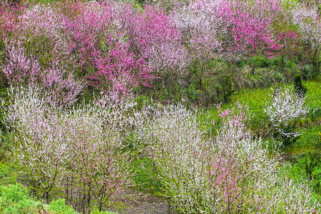 桃花镇桃花园背景