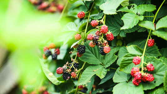 水果之王树莓背景图片