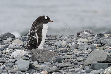 南极企鹅帽带企鹅高清图片