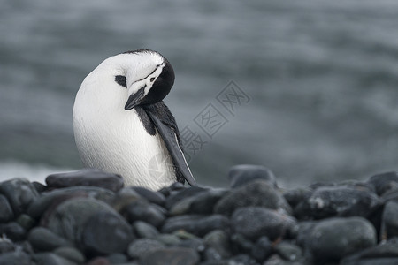 南极企鹅帽带企鹅高清图片