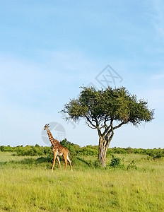 非洲肯尼亚马赛马拉自然保护区的长颈鹿背景图片