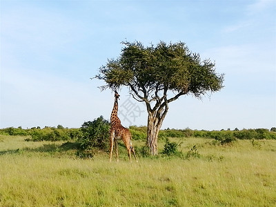 非洲肯尼亚马赛马拉自然保护区进食的长颈鹿图片
