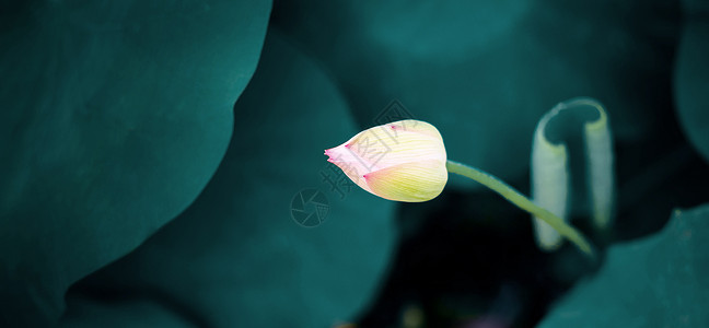 荷叶芙蓉荷花背景