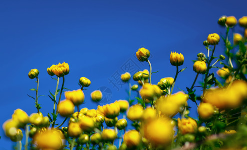 菊蓝目蓝天下盛开的菊花背景
