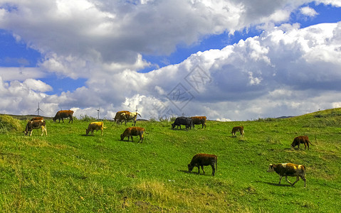 牛肉盘牧场背景