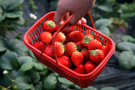 草莓采摘季美味鲜红的草莓背景