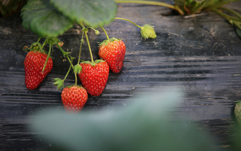 美味鲜红的草莓高清图片