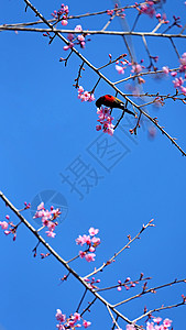 云南无量山樱花谷的樱花和小鸟高清图片